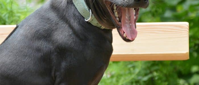 Thai Ridgeback 03