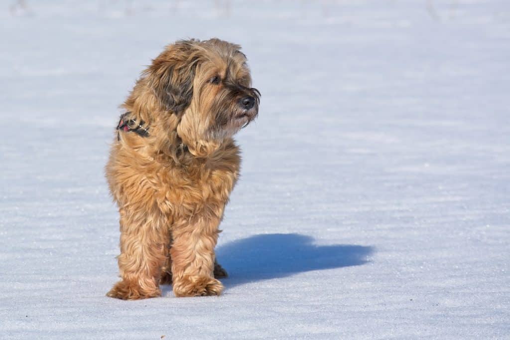 Tibet Terrier 01