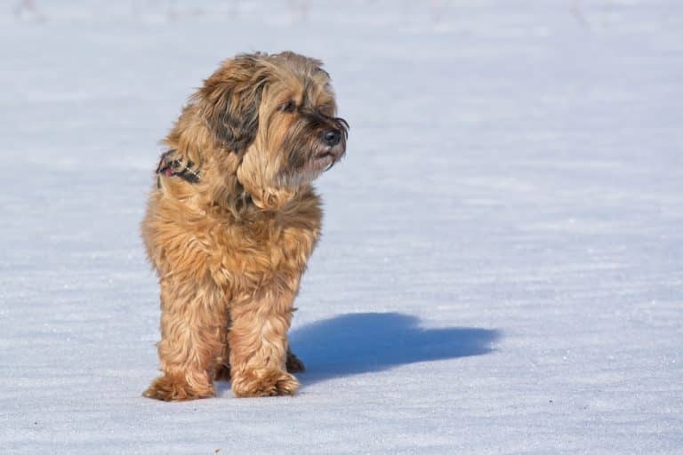 Tibet Terrier ☀️ » Rasseportrait, Wesen / Charakter, Züchter