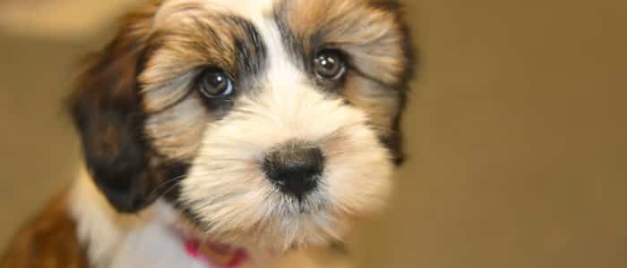 Tibet Terrier 04
