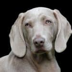 Weimaraner 04