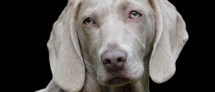 Weimaraner 04