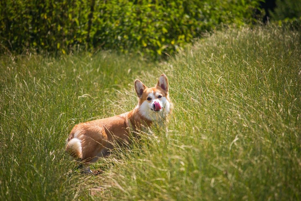 Welsh Corgi Pembroke 01