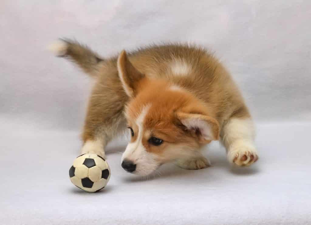 Welsh Corgi Pembroke 02