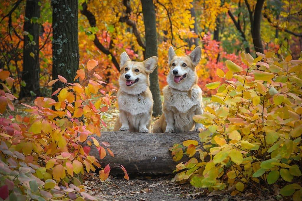 Welsh Corgi Pembroke 03