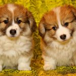 Welsh Corgi Pembroke 04