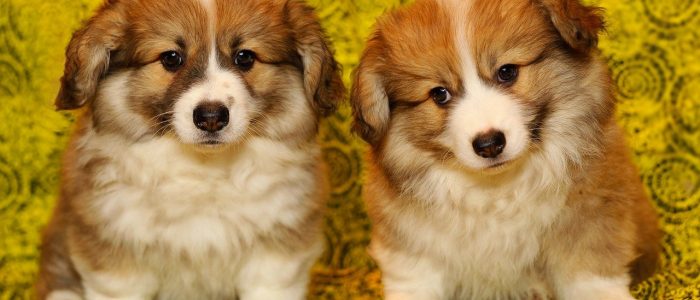 Welsh Corgi Pembroke 04