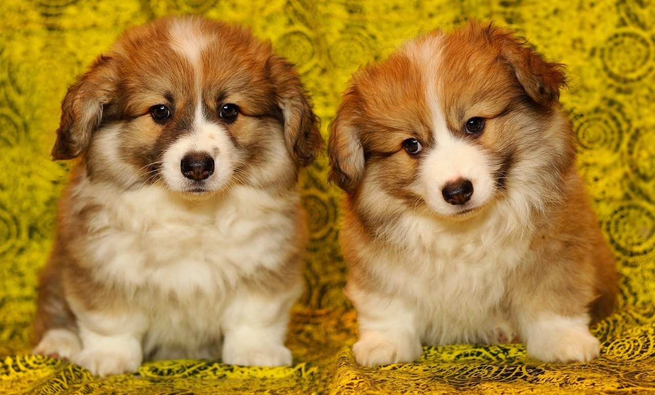 Welsh Corgi Pembroke ☀️ » Rasseportrait, Wesen / Charakter, Züchter