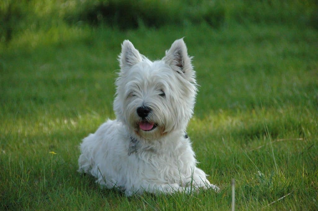 West Highland Terrier 01