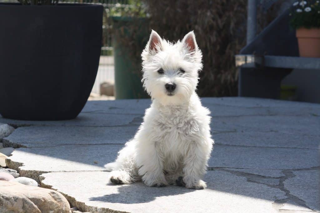 West Highland Terrier 02