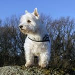 West Highland Terrier 03