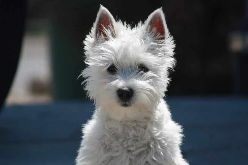 West Highland Terrier 04