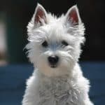 West Highland Terrier 04