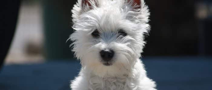 West Highland Terrier 04