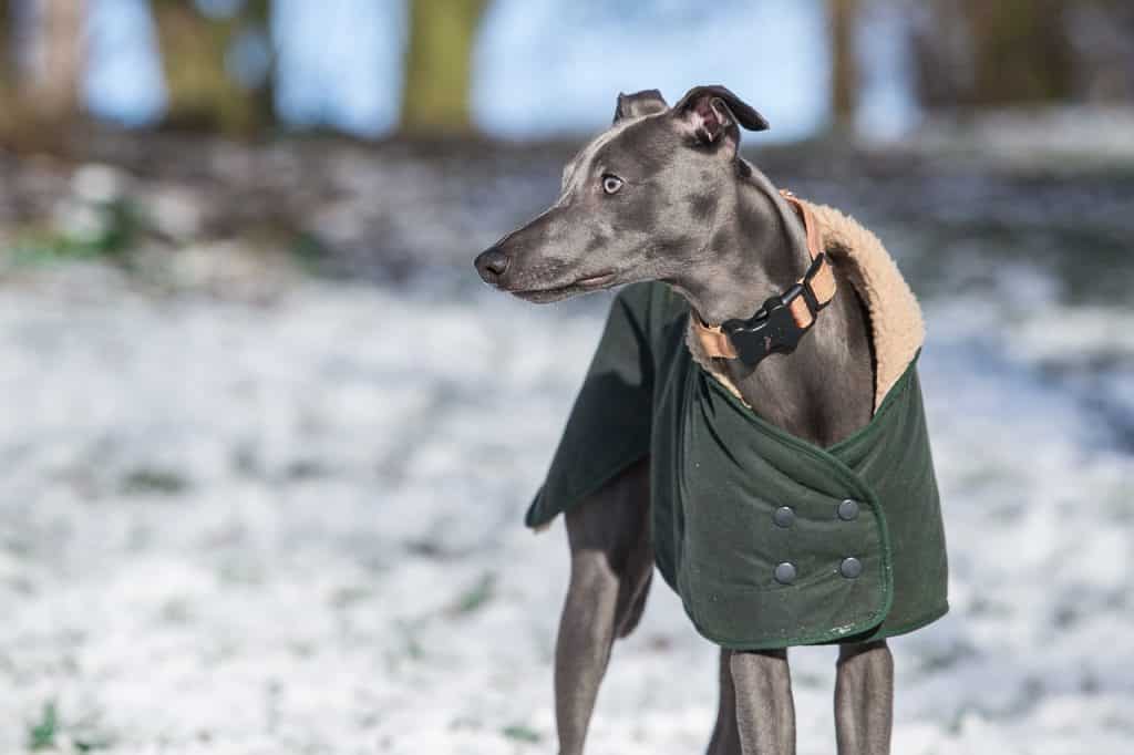 Whippet 01