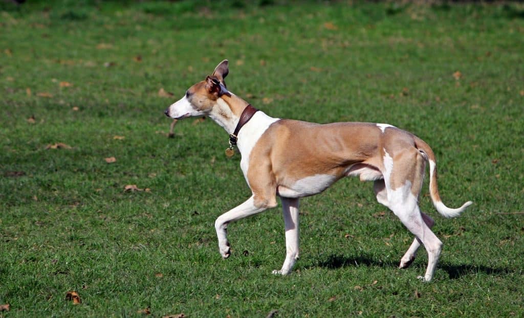 Whippet 02