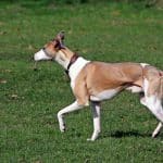 Whippet 02