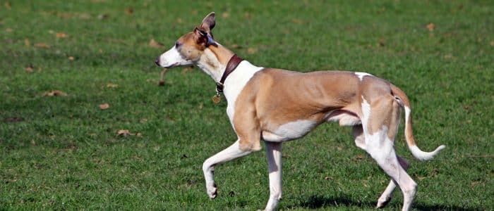 Whippet 02