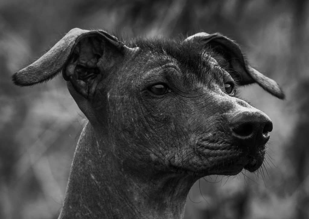 Xoloitzcuintle