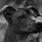 Xoloitzcuintle