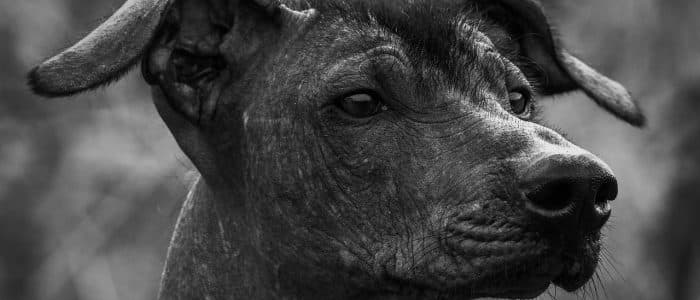 Xoloitzcuintle