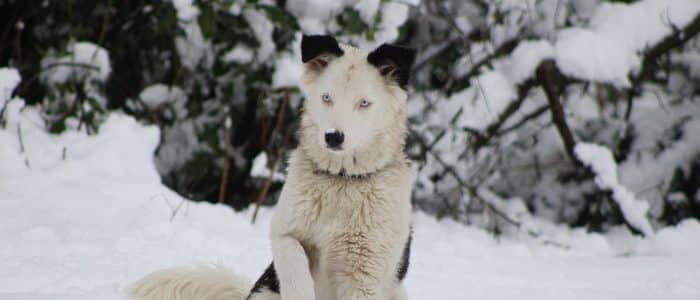Yakutskaya Laika 04