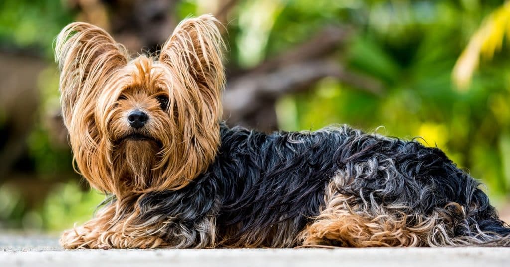 Yorkshire Terrier 01