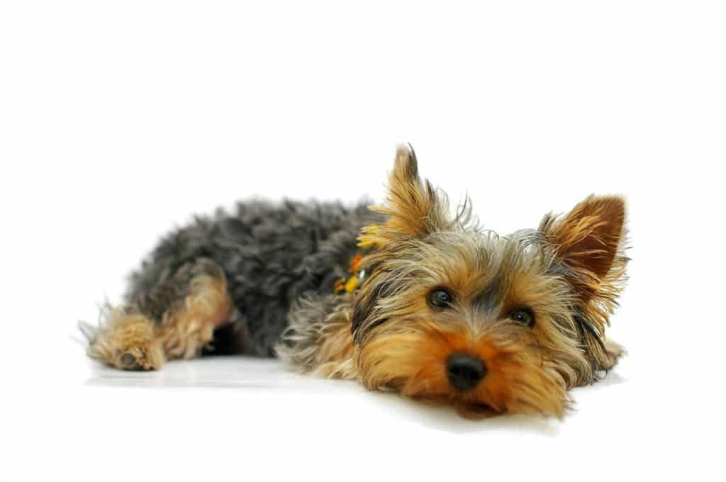 Yorkshire Terrier 02