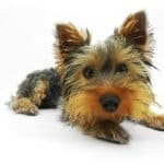 Yorkshire Terrier 03