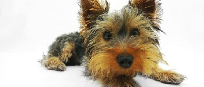 Yorkshire Terrier 03