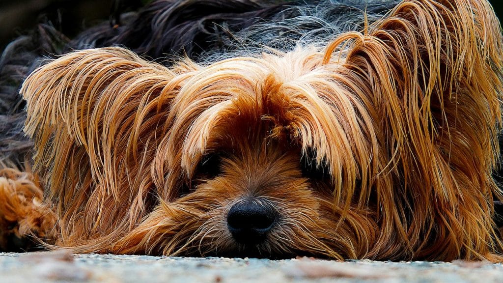 Yorkshire Terrier 04