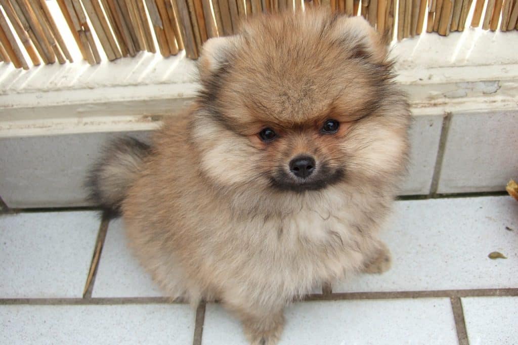 Zwergspitz Pomeranian 03