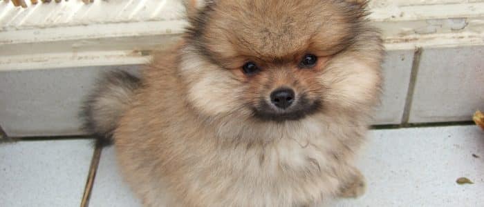 Zwergspitz Pomeranian 03