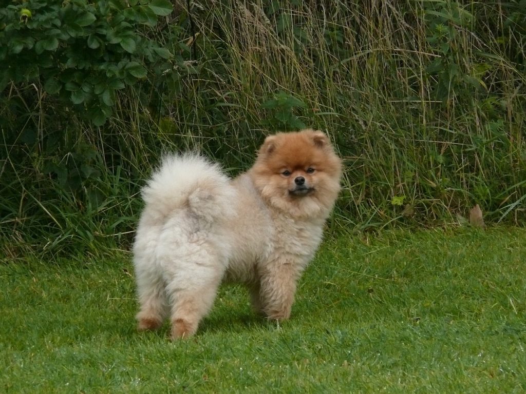 Zwergspitz Pomeranian 04